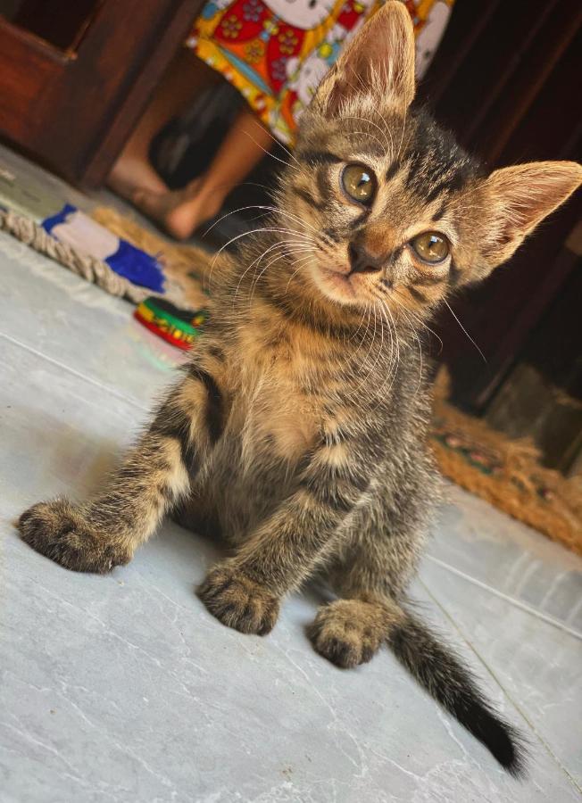 Jimador'S Homestay Gili Trawangan Esterno foto
